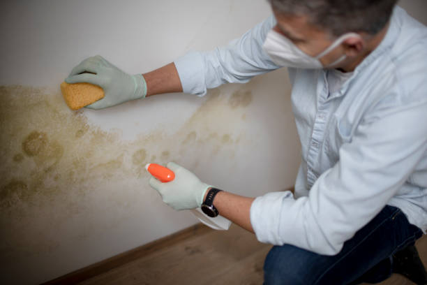 Best Mold Prevention Services  in Harrison, TN